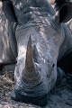  afrique du sud 
 parc kruger 
 rhinoceros blanc 